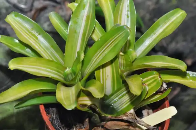 Гибрид неорегелии Королина, сорт «Нонис» (Neoregelia 'Nonis')