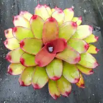 Гибрид неорегелии Королина, сорт «Твинки» (Neoregelia 'Twinkie')