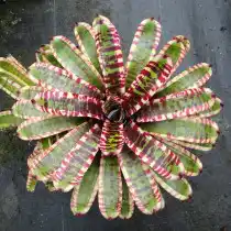 Гибрид неорегелии Королина, сорт «Дикий Кролик» (Neoregelia 'Wild Rabbit')