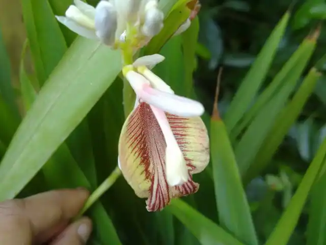 Цветок кардамона настоящего