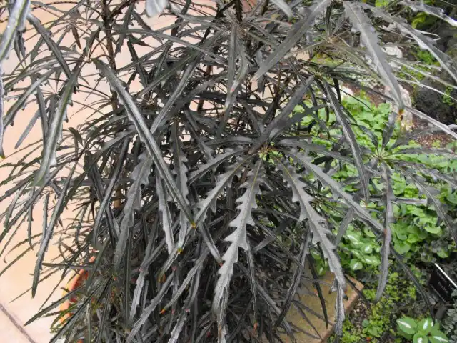 Шеффлера изящнейшая (Schefflera elegantissima)