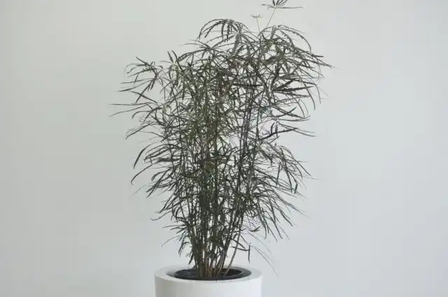Шеффлера изящнейшая (Schefflera elegantissima)