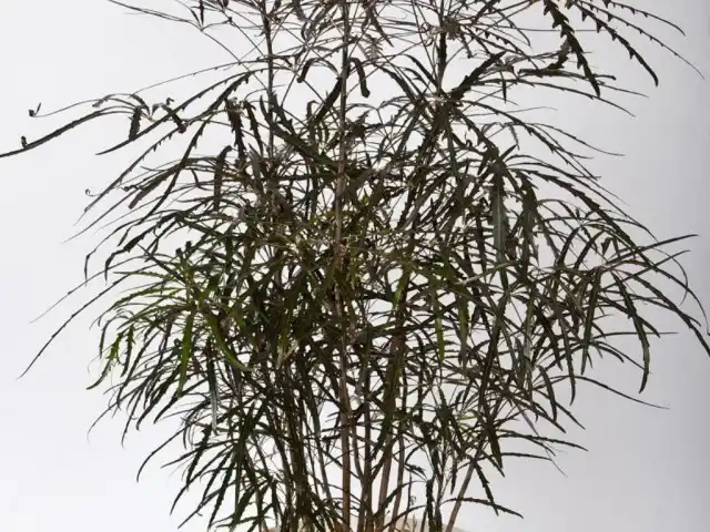 Шеффлера изящнейшая (Schefflera elegantissima)