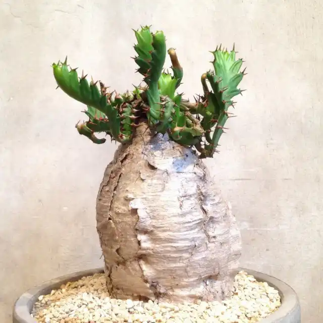 Молочай звездчатый (Euphorbia stellata)