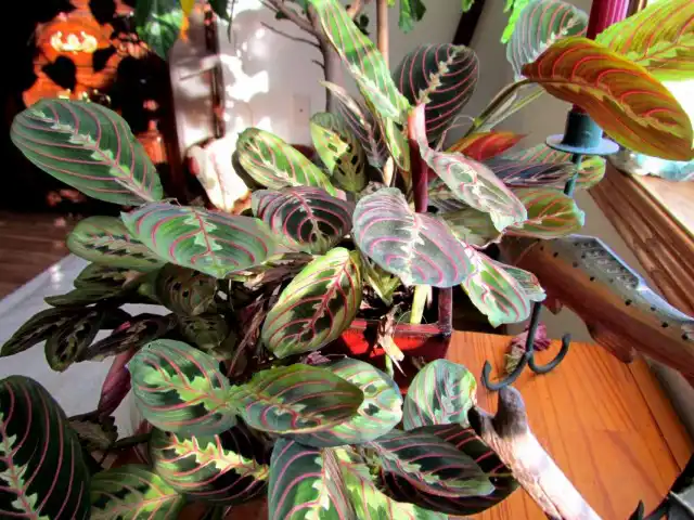 Маранта беложилковая (Maranta leuconeura)