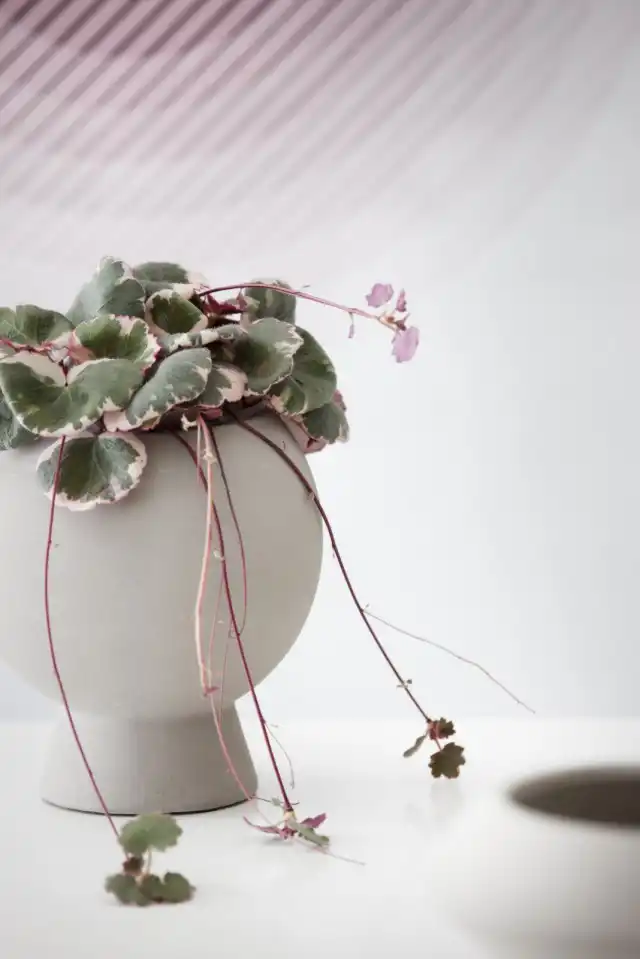 Камнеломка плетеносная (Saxifraga stolonifera)