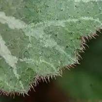 Камнеломка плетеносная (Saxifraga stolonifera)