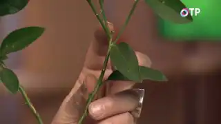 Выбираем подходящую для прививки веточку