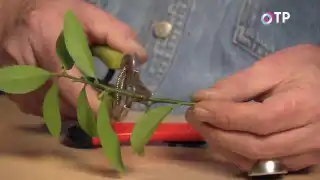 Нарезаем отделённую веточку на несколько черенков