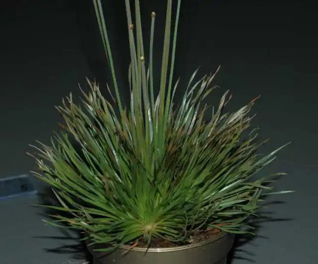 Сингонантус золотистоцветковый (Syngonanthus chrysanthus)