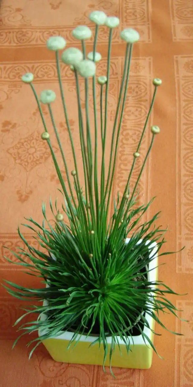 Сингонантус золотистоцветковый (Syngonanthus chrysanthus)