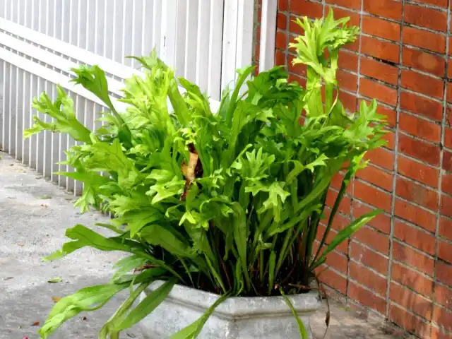 Микросорум точечный (Microsorum punctatum)