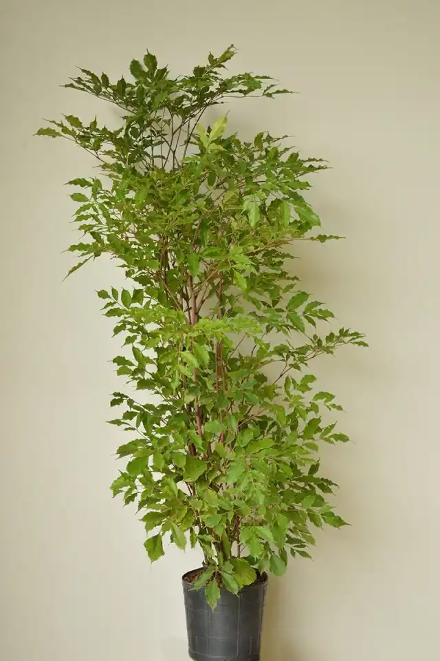 Леея ярко-красная (Leea guineensis)