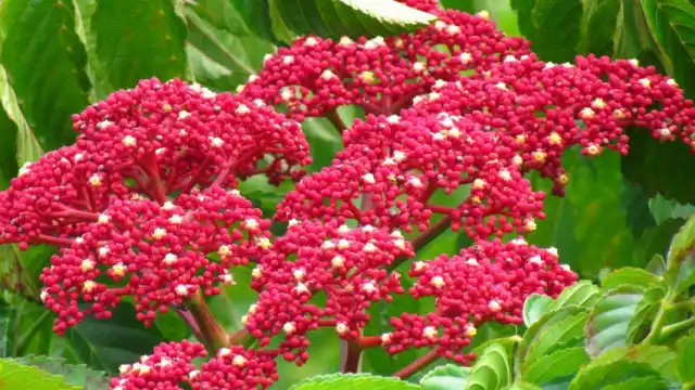 Леея гвинейская (Leea guineensis)