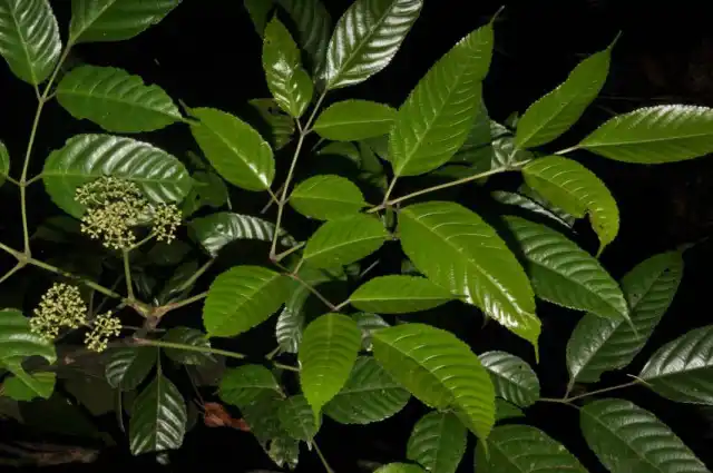 Леея индийская (Leea indica)