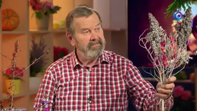 Покрашенные ветки