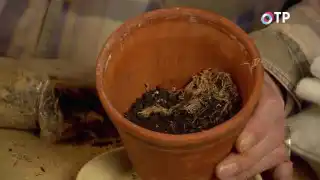 Мох сверху присыпаем землёй