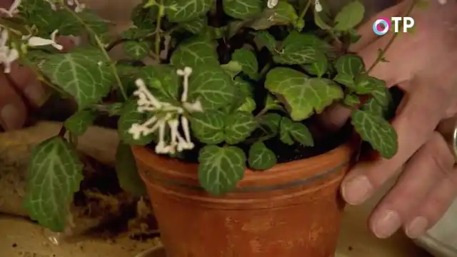 Переваливаем плектрантус в керамический горшок, заполняя пустоты свежим грунтом