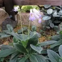 Примулина линейнолистная (Primulina linearifolia)