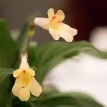 Примулина «Айко» (Primulina 'Aiko')