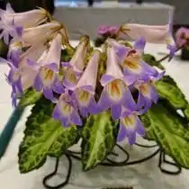 Примулина «Судьба» (Primulina 'Destiny')