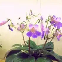 Примулина «Минеко» (Primulina 'Mineko')