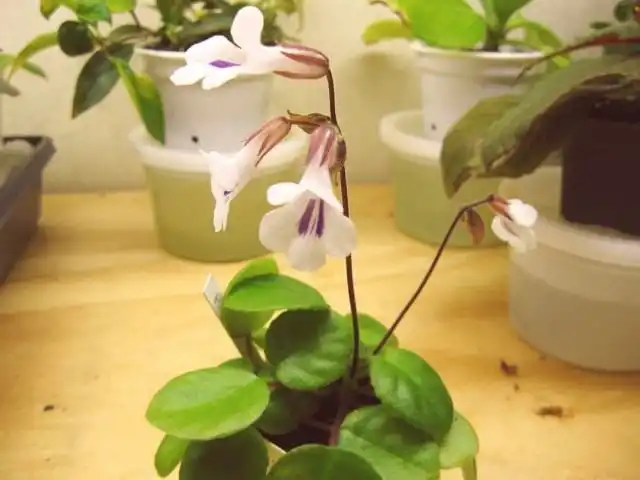 Примулина Тамиана (Primulina Tamiana)