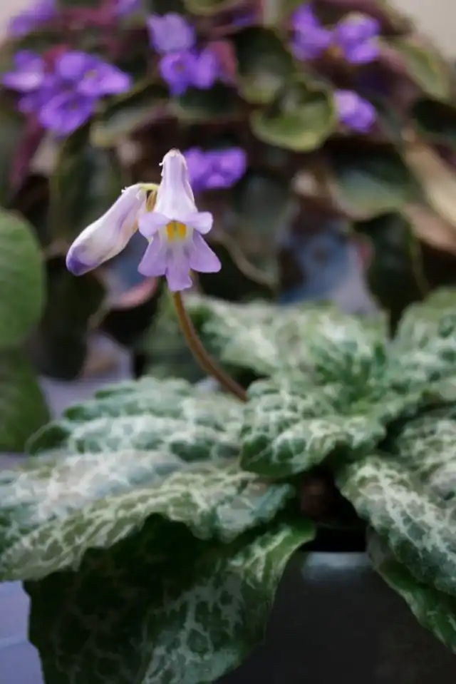 Примулина дриада «Хисако» (Primulina dryas 'Hisako')