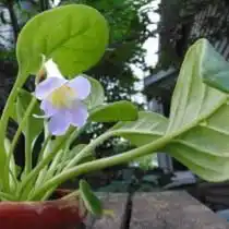 Примулина спадициформис (Primulina spadiciformis)