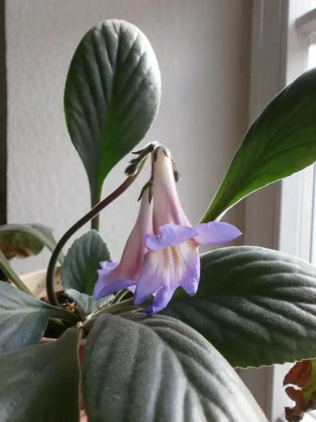 Примулина Сабромбойдза (Primulina subrhomboidea)