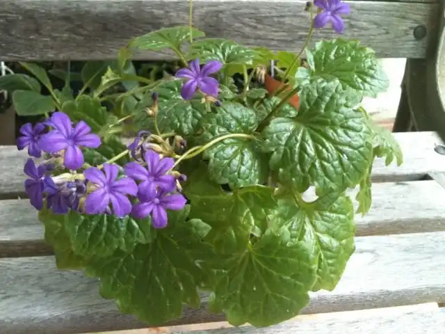 Примулина табачная (Primulina tabacum)