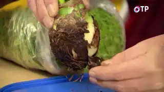 Счищаем гниющие кроющие чешуйки на луковице гиппеаструма