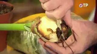 Зачищаем сгнившие корни на донышке луковицы гиппеаструма