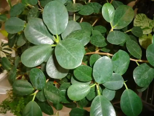 Фикус притупленный, или Фикус ретуза сорт «Панда» (Ficus retusa cv. Panda)