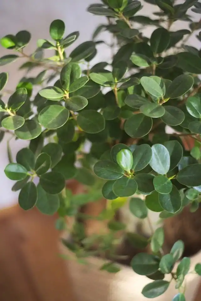 Фикус притупленный, или Фикус ретуза сорт «Панда» (Ficus retusa cv. Panda)