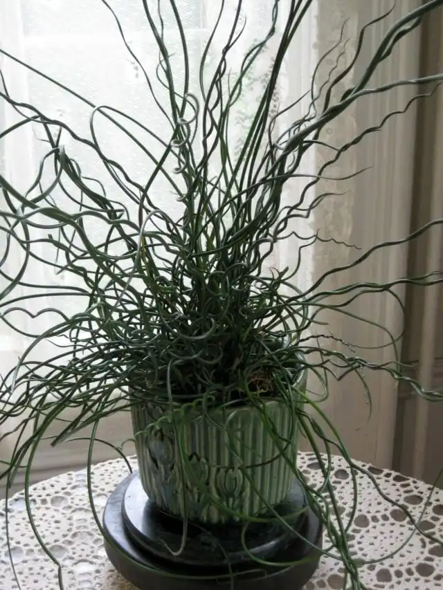 Ситник развесистый «Спиралис» (Juncus effusus 'Spiralis'), или Ситник спиральный