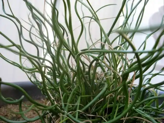 Ситник развесистый «Спиралис» (Juncus effusus 'Spiralis'), или Ситник спиральный