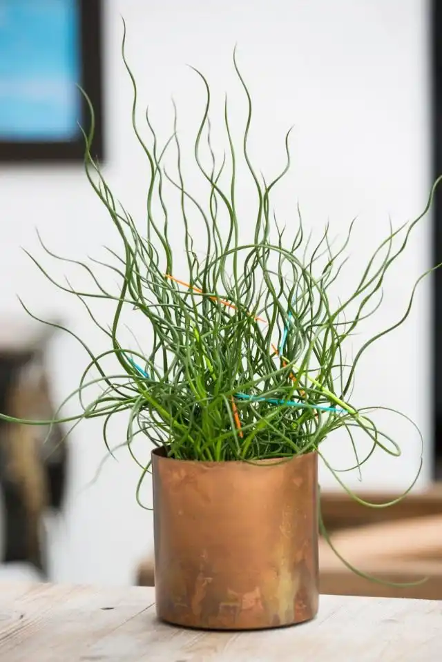 Ситник развесистый «Спиралис» (Juncus effusus 'Spiralis'), или Ситник спиральный