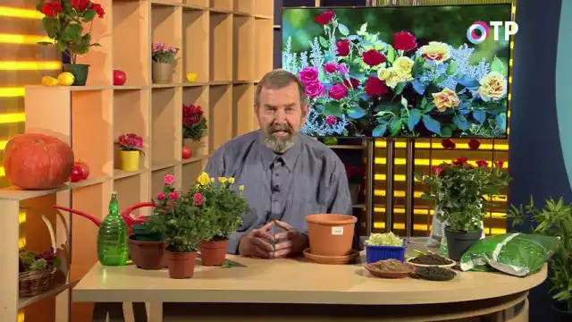 Пересадка та адаптація кімнатних