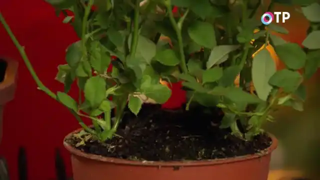 Как правило, покупные горшечные розы высажены по несколько штук