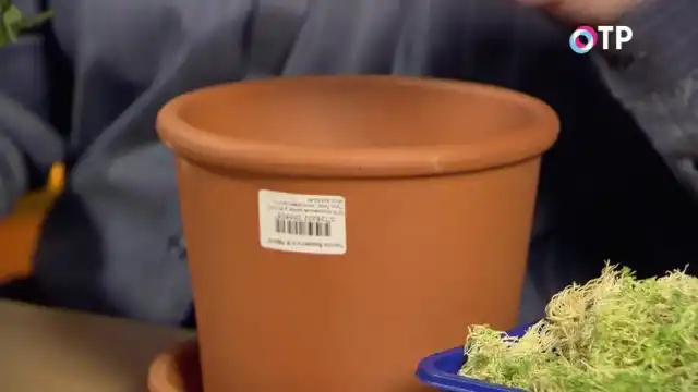 Для пересадки горшечных роз желательно выбирать глиняный горшок большого размера