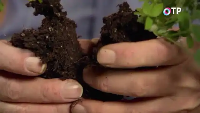 При разделении горшечных роз, старайтесь не повреждать основные корни