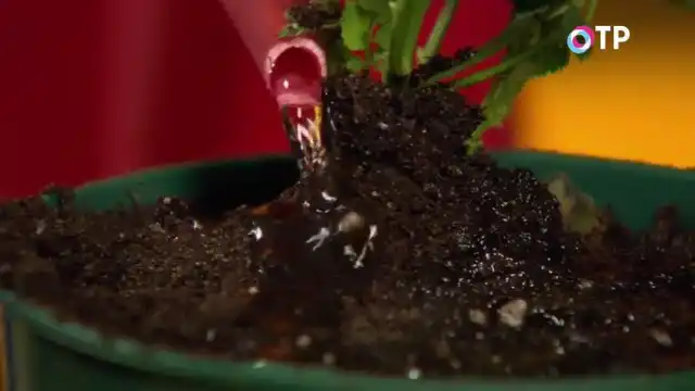 Поливаем пересаженную в горшок розу