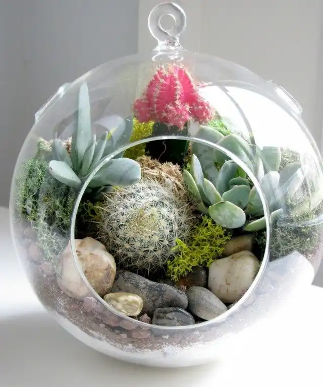 Кактусы в террариуме