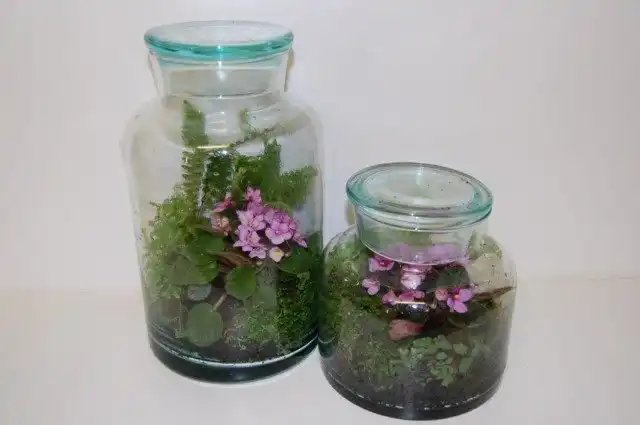 Сенполии, или узамбарские фиалки в террариуме