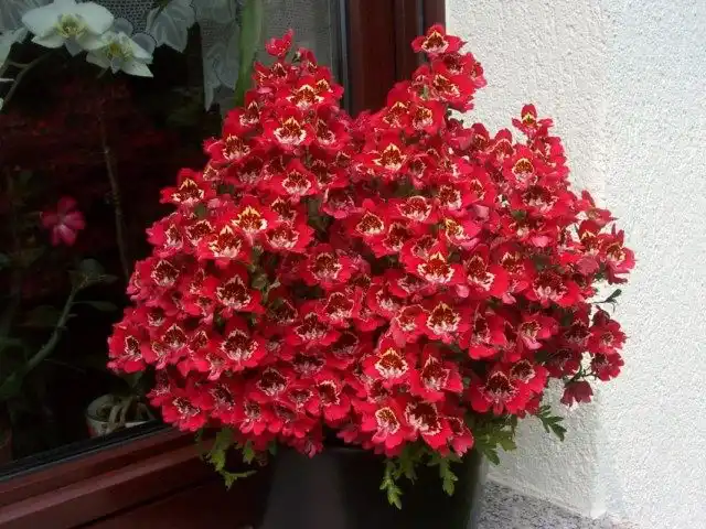 Схизантус визетонский (Schizanthus wisetonensis)