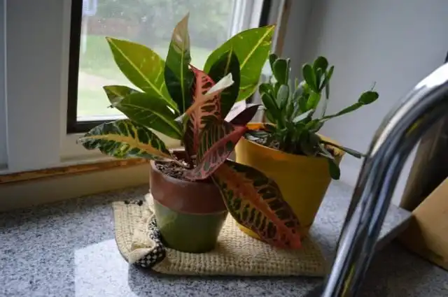 Комнатные растения в кухне