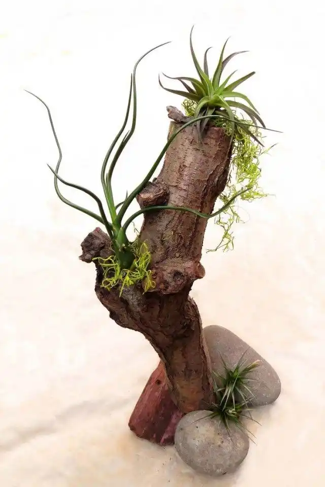 Атмосферные тилландсии на коряге