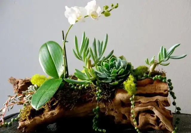 Рутарий из орхидеи и суккулентов