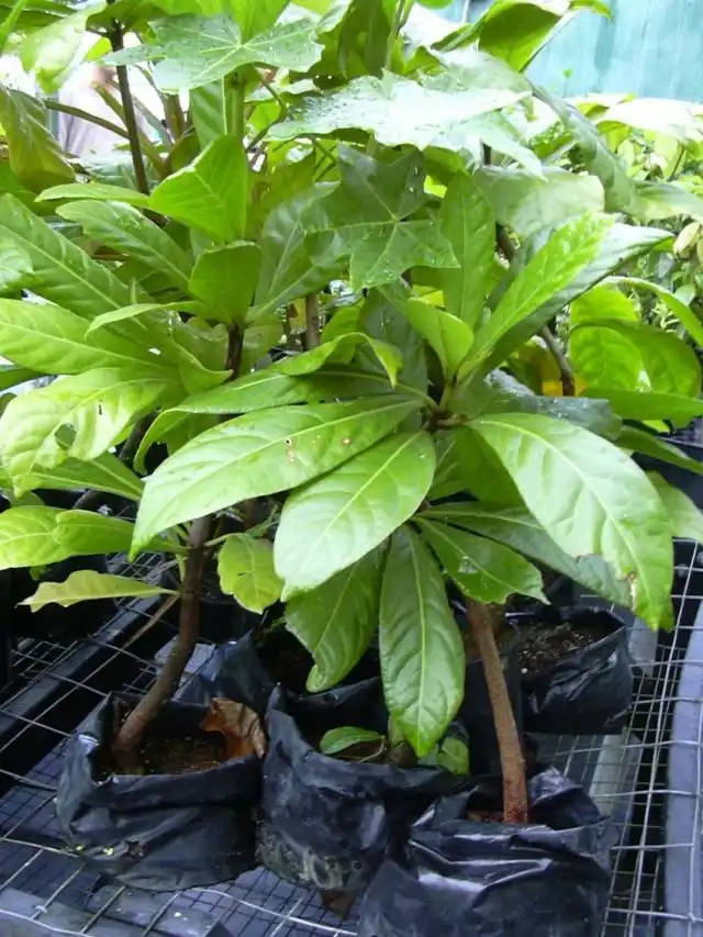 Пизония зонтичная (Pisonia umbellifera)